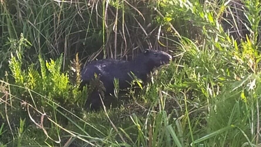 Es de recordar que Corpoboyacá remitió a la Anla los informes técnicos para que se adelante las investigaciones correspondientes.. Foto: Alcaldía de Puerto Boyacá