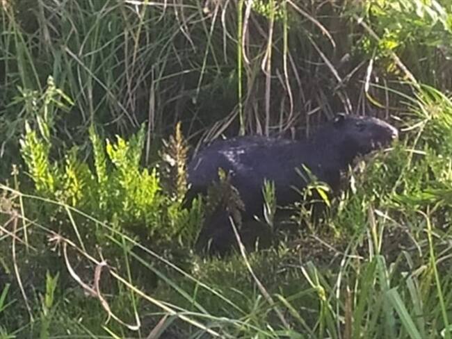 Es de recordar que Corpoboyacá remitió a la Anla los informes técnicos para que se adelante las investigaciones correspondientes.. Foto: Alcaldía de Puerto Boyacá
