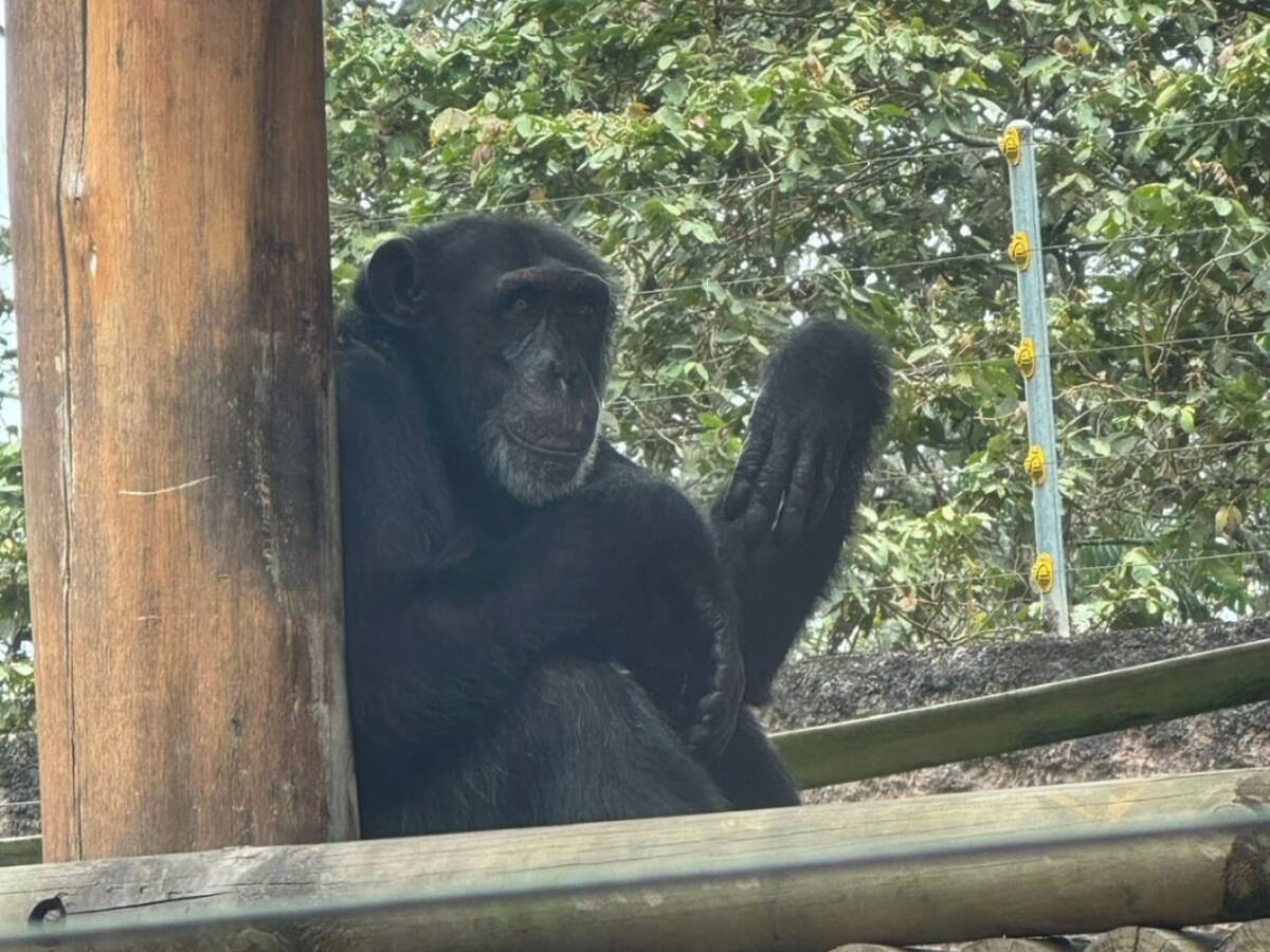 Inició la operación ‘Arca de Noé’ para el traslado del chimpancé Yoko