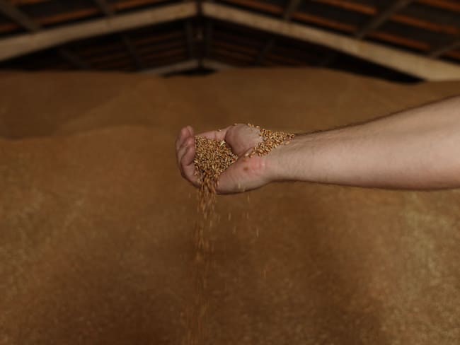 Imagen de referencia de un productor de cereales en la región de Odesa, Ucrania. Foto: OLEKSANDR GIMANOV/AFP via Getty Images