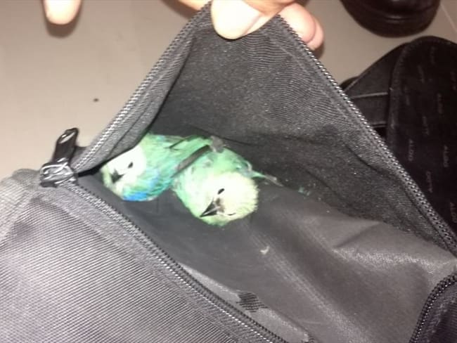 Fauna silvestre. Foto: Secretaría de Ambiente