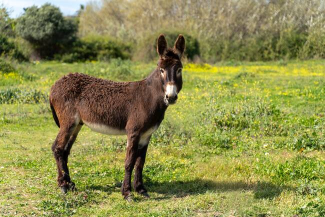 Mula, y su diferencia con un burro y asno. Getty Images