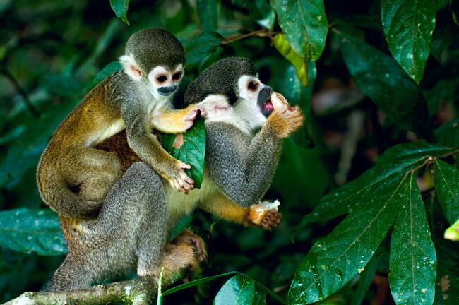 Monos araña en la selva amazónica (Foto vía Getty Images
