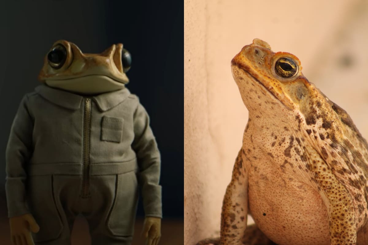 Así es el sapo concho, el animal que aparece en los videos musicales ...