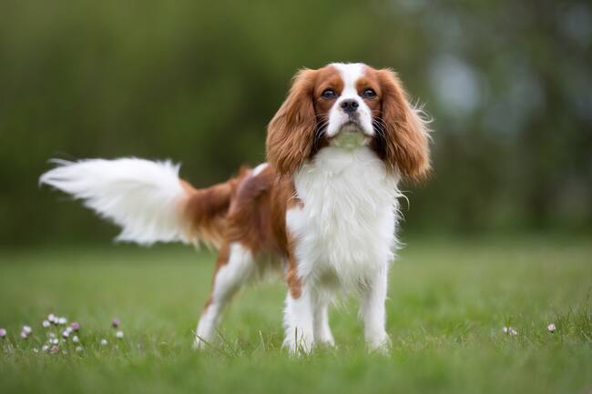 Cavalier King Charles Spaniel en el parque (Foto vía Getty Images)