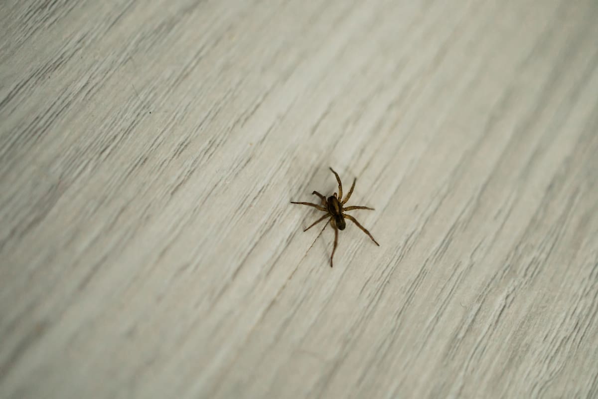 Por qué no es recomendable matar las arañas que hay en su casa?