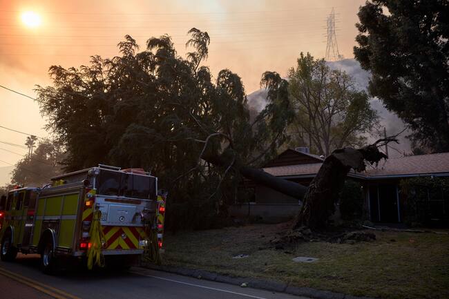 Los Angeles (United States), 11/01/2025.- A tree falls over during the Palisades wildfire in Los Angeles, California, USA, 11 January 2025. Thousands of firefighting and emergency personnel are involved in response efforts, as multiple wildfires are continuing to burn across thousands of acres in Southern California, destroying thousands of homes and forcing people to evacuate areas throughout the Los Angeles area. (incendio forestal) EFE/EPA/ALLISON DINNER