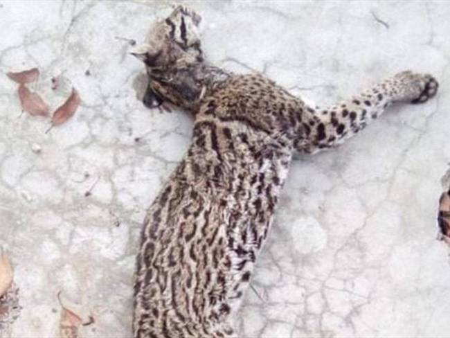 Tigrillo muerto por los incendios en Minca. Foto: JAC Minca