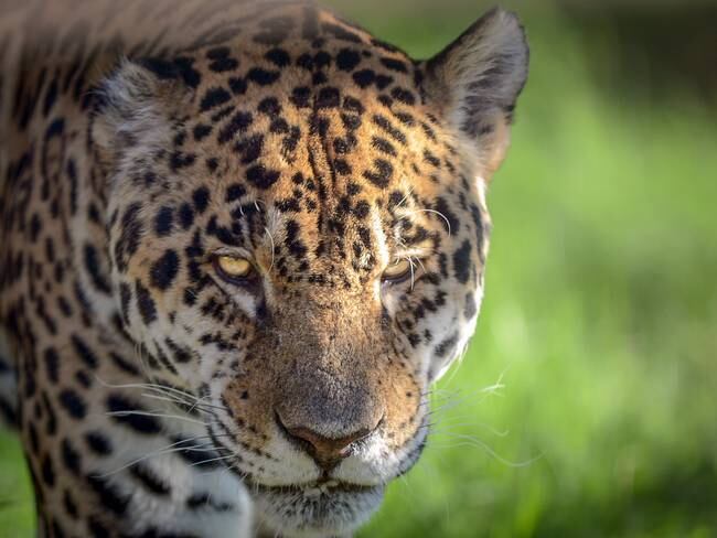 Había condiciones deplorables: ambientalista que denunció a Black jaguar-white tiger