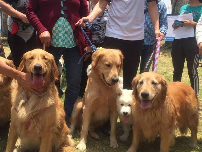 Primer parque para perros en Bogotá