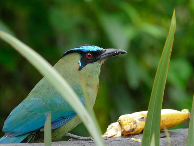 Documental confirma a Colombia como el país con más diversidad de aves en el mundo