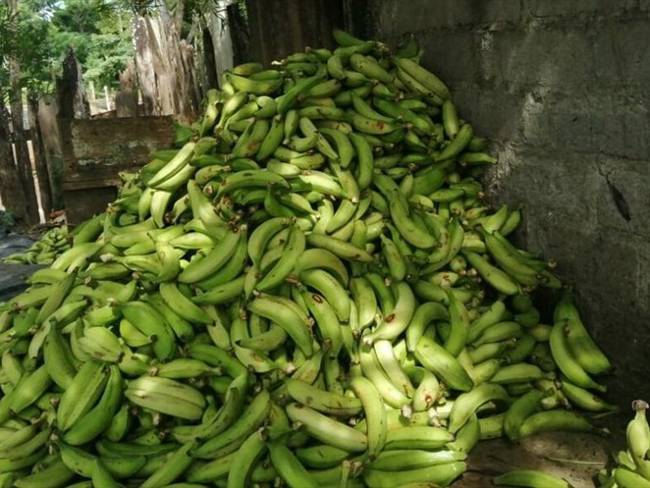 En Córdoba, más de mil toneladas de plátano no se han podido comercializar. Foto: Cortesía