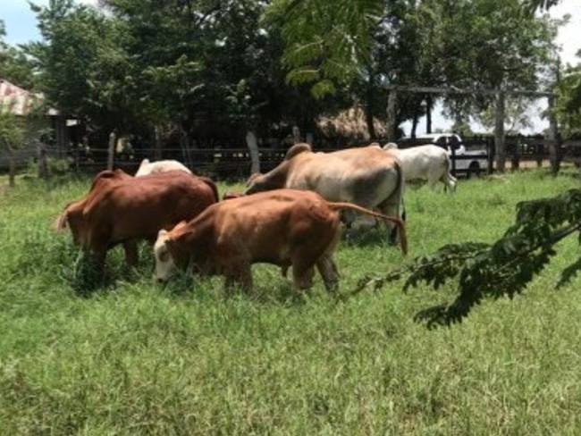 El caso de robo de vacas en Mahates esta semana es el segundo en menos de un mes. Crédito: Cortesía.