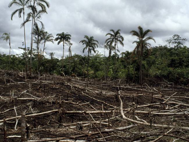 La región Amazónica perdió más de 600 mil hectáreas: Fundación para la Conservación