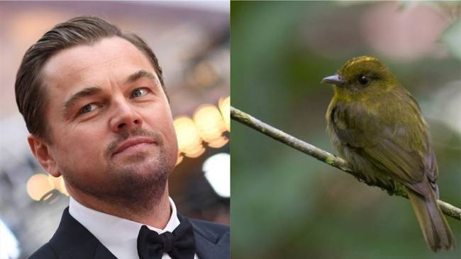 El actor estadounidense Leonardo Dicaprio resaltó el avistamiento de aves que se realizó en Córdoba, Colombia. Foto: Getty Images