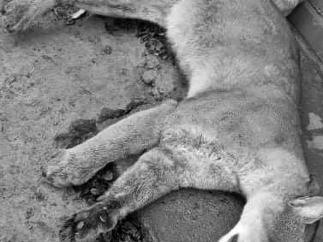 El felino habría sido víctima de cazadores furtivos. Crédito: Sucesos Cauca.