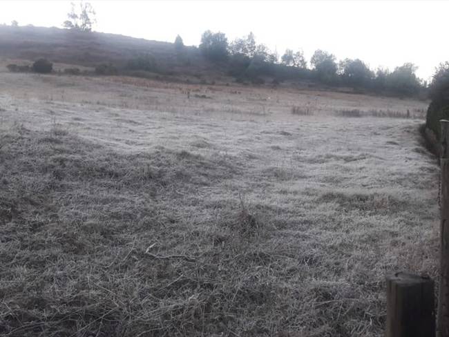 Las heladas en Boyacá han afectado más de 43.000 hectáreas de pastos y cultivos afectando 12.000 productores de 57 municipios.. Foto: W