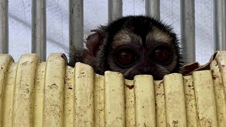 En el lugar fueron rescatados 108 primates que eran sometidos a experimentos. Foto: Fiscalía. 