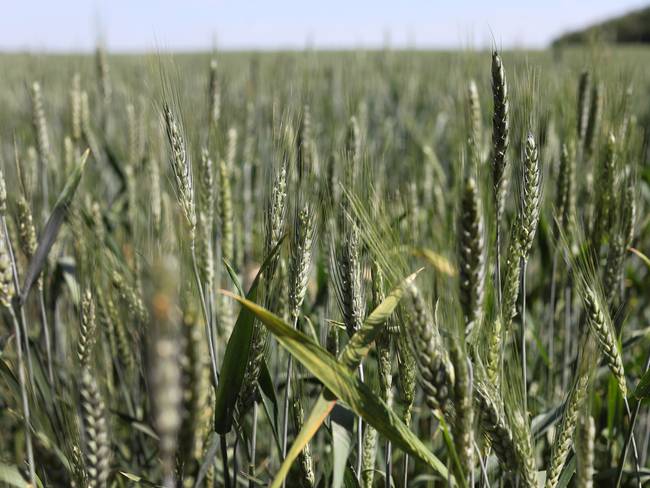 Consejo Agrícola de Ucrania sobre cereal que roba Rusia: es su estrategia de guerra