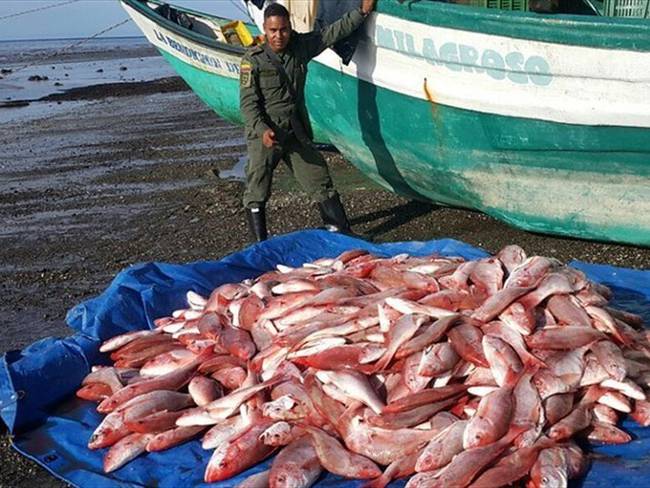 Las autoridades lograran incautar más de 25 toneladas de pescado, las cuales iban a ser comercializadas de manera ilegal en Santa Marta. Foto: Colprensa