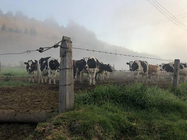 Se tiene un plan de alimentación bovina de 6.000 toneladas para entregar a los pequeños productores.. Foto: La W