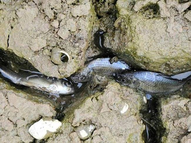 La comunidad del corregimiento El Llanito, ubicado en el puerto petrolero, ha denunciado que hay gran mortandad de peces. Foto: Colprensa
