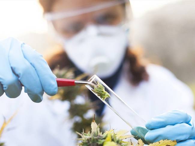 Uruguay incluiría el cannabis medicinal en la canasta básica de los prestadores de salud