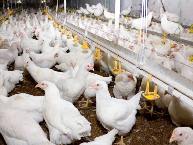 Levantan cuarentena sanitaria por influenza aviar en ocho municipios de Córdoba. Foto: Getty Images.