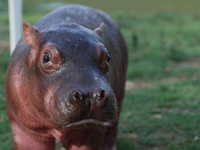 Hipopótamos de Pablo Escobar. Foto: Colprensa